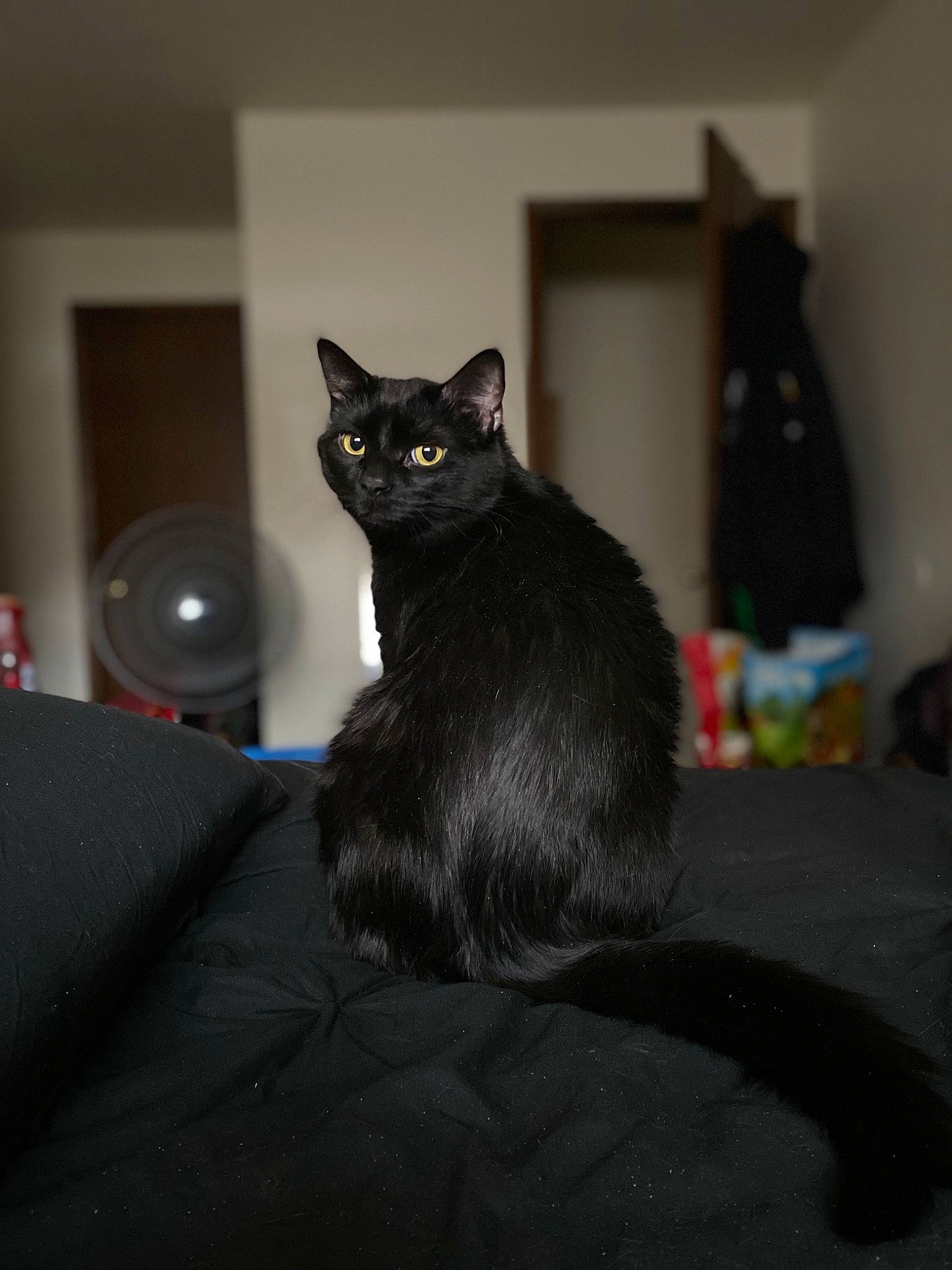 Luther is registered to the contest to win money with this photo: asian, black, black_cat, bombay, carnivore, cat, domestic_short_haired_cat, eye, felidae, fur, mammal, small_to_medium_sized_cats, tail, whiskers
