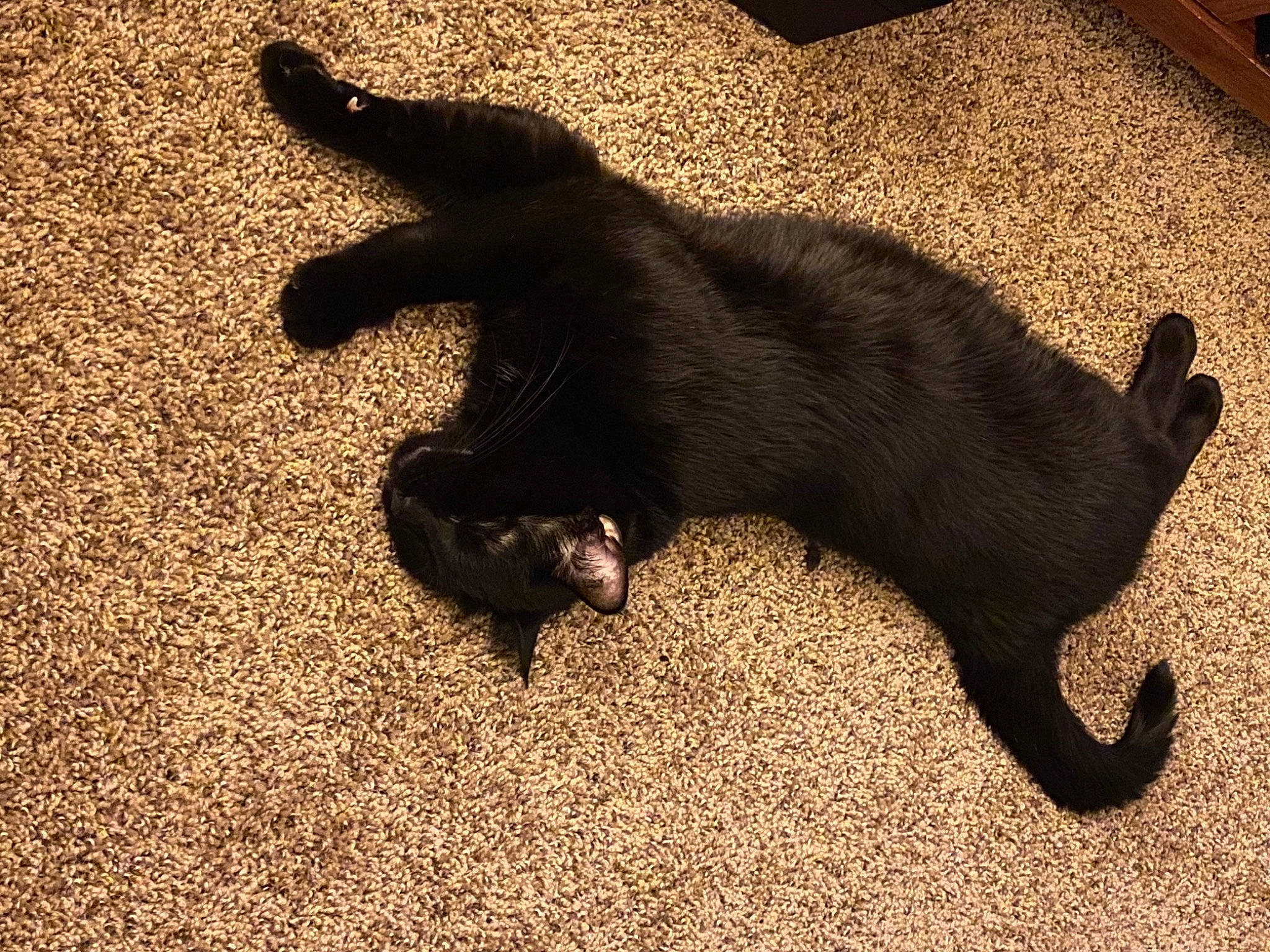 Luther joined the competition — help win amazing prizes! black, black_cat, canidae, carnivore, cat, claw, dog_breed, felidae, floor, flooring, fur, paw, small_to_medium_sized_cats, tail, whiskers