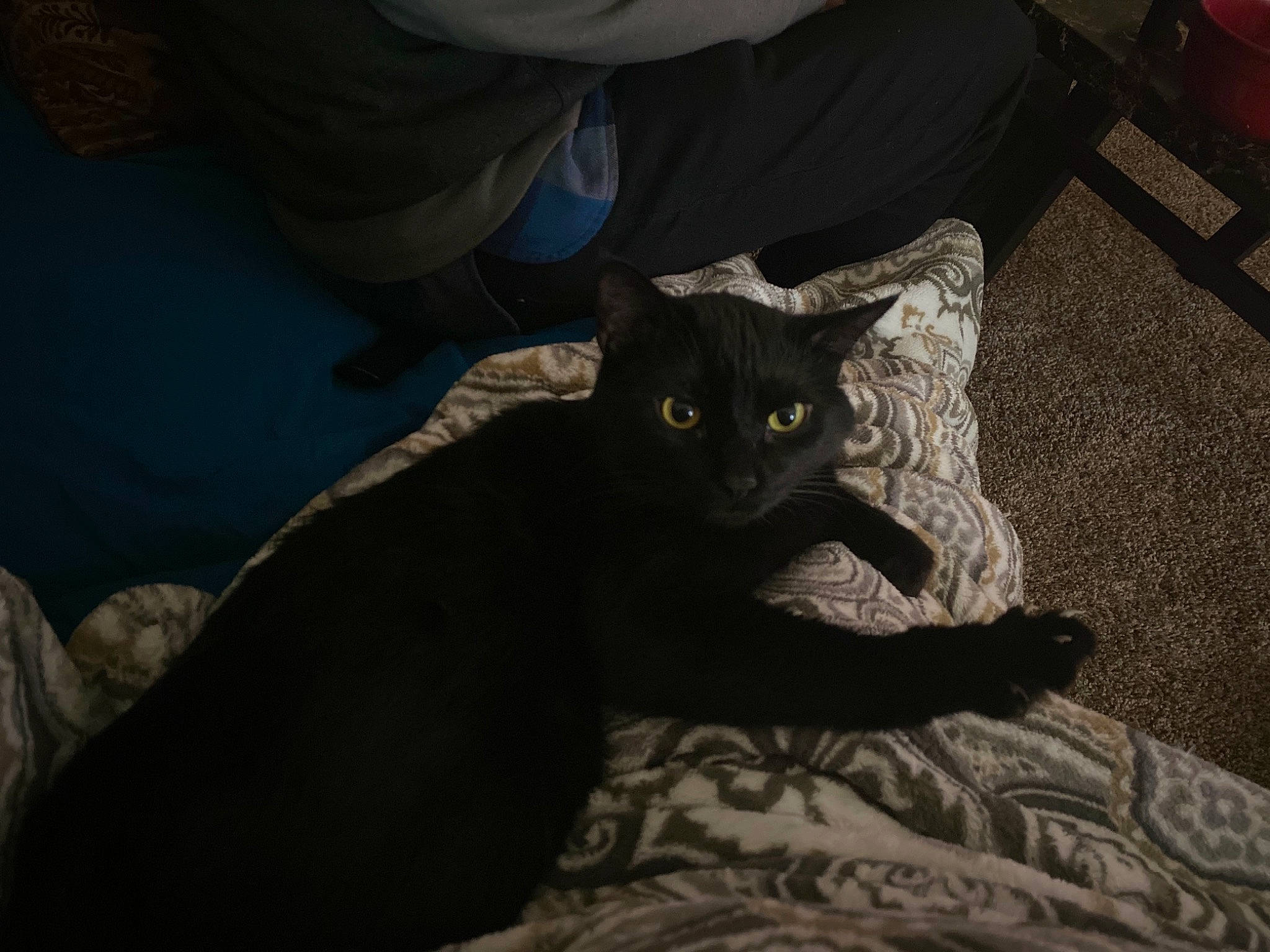 Luther is registered to the contest to win money with this photo: asian, black, black_cat, bombay, carnivore, cat, domestic_short_haired_cat, ear, eye, felidae, fur, kitten, leg, night, small_to_medium_sized_cats, whiskers