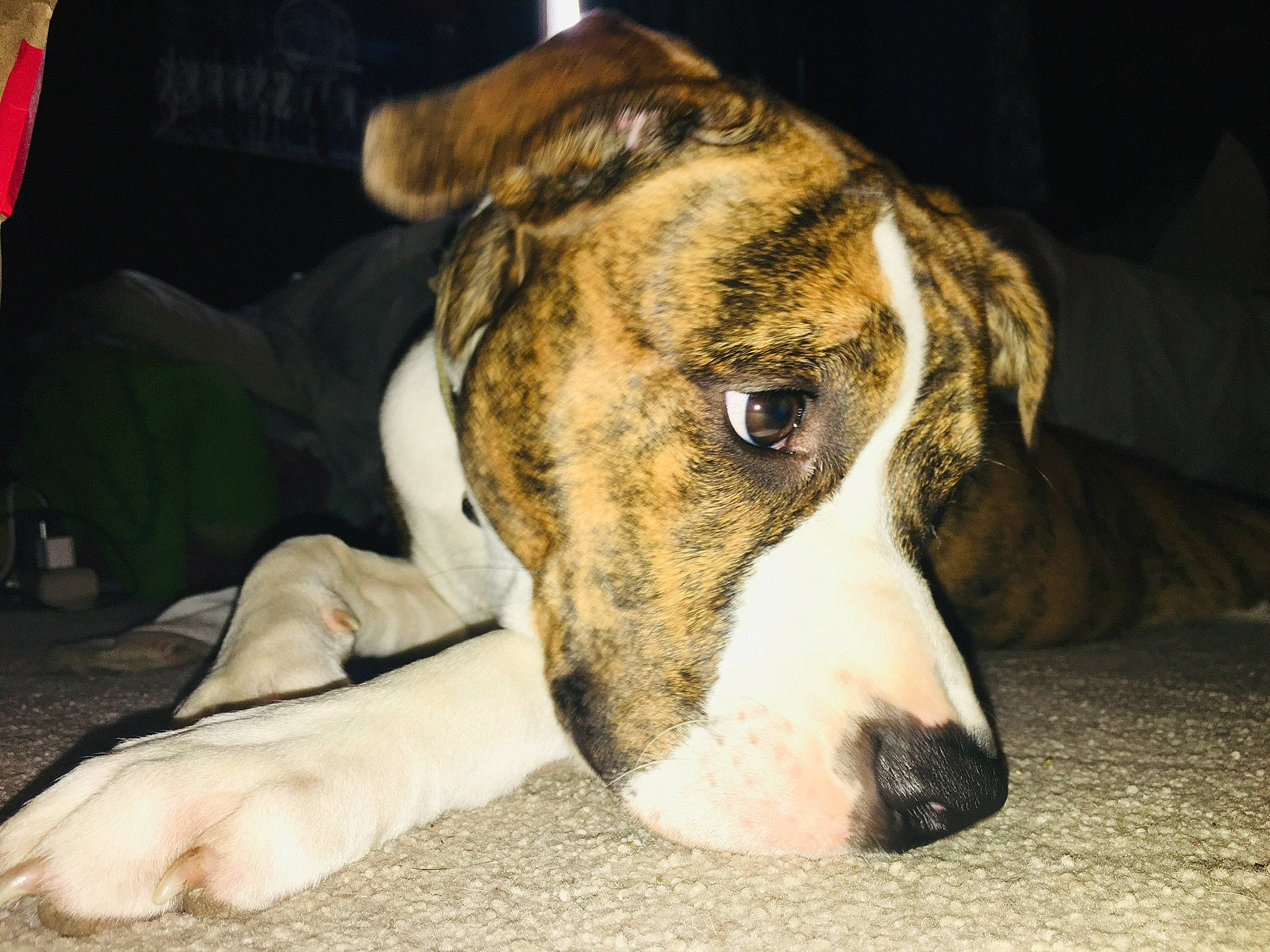 Boomer Scott Price joined the competition — help win amazing prizes! bored, canidae, carnivore, collar, companion_dog, dog, dog_breed, fawn, non_sporting_group, sporting_group, terrestrial_animal, whiskers, working_animal, working_dog