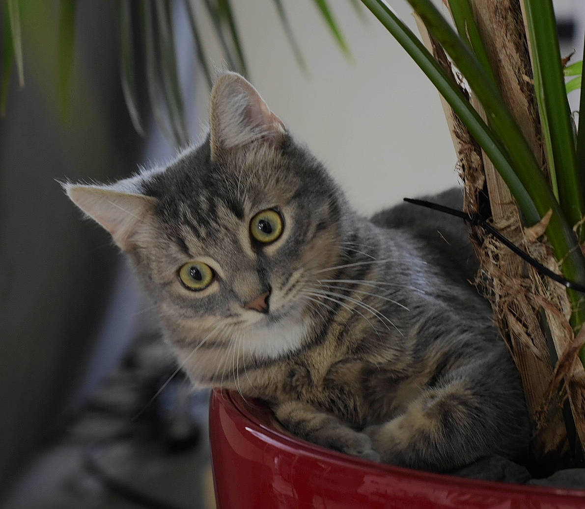 Toulouse participe au concours pour gagner de l'argent avec cette photo : box, carnivore, cat, cat_supply, domestic_short_haired_cat, felidae, flowerpot, fur, grass, houseplant, plant, small_to_medium_sized_cats, snout, tree, twig, whiskers, wildlife, window