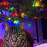Spencer joined the competition — help win amazing prizes! cat, tabby, christmas_tree, christmas_lights, holiday, festive, indoor, pet, animal, fur, whiskers, closeup, colorful_lights, decorations, cozy, red, green, yellow, blue, relaxed