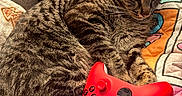 Spencer joined the competition — help win amazing prizes! cat, tabby_cat, xbox_controller, gaming_controller, quilt, colorful, couch, purse, indoor, cozy, fur, pet, animal, relaxed, claw, whiskers, playful, electronics, closeup, resting