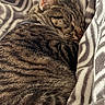 Spencer is registered to the contest to win money with this photo: cat, tabby, sleeping, fur, whiskers, ear, blanket, pattern, cozy, closeup, pet, animal, resting, indoor, soft, warm, cute, nap, feline, comfortable