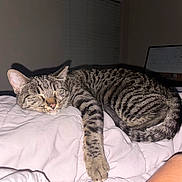 Spencer joined the competition — help win amazing prizes! cat, tabby, sleeping, bed, blanket, indoor, pet, feline, resting, cozy, striped, paw, relaxed, animal, cute, fur, whiskers, nap, domestic_animal, mammal