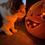 Clover joined the competition — help win amazing prizes! cat, pumpkin, halloween, plush, orange_light, curious, indoor, soft_texture, decor, animal, feline, whiskers, glowing, cozy, dark_background, couch, closeup, orange, light, shadow