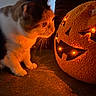 cat, pumpkin, halloween, plush, orange_light, curious, indoor, soft_texture, decor, animal, feline, whiskers, glowing, cozy, dark_background, couch, closeup, orange, light, shadow
