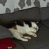 Clover joined the competition — help win amazing prizes! cat, calico_cat, sleeping, couch, gray_couch, blanket, patterned_blanket, cozy, indoor, pet, fur, relaxing, paw, pink_paw_pad, animal, domestic_animal, resting, home, furniture, cute
