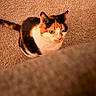 Clover joined the competition — help win amazing prizes! cat, calico, animal, pet, fur, whiskers, carpet, indoor, looking_up, cute, mammal, tail, ears, closeup, feline, domestic, soft, texture, cozy, warm_light