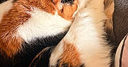 Clover is registered to the contest to win money with this photo: calico_cat, cat, pet, feline, sleeping, curled_up, fur, white_paws, orange_fur, black_fur, indoor, couch, fabric, cozy, nap, resting, animal, cute, soft, domestic_animal