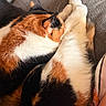 calico_cat, cat, pet, feline, sleeping, curled_up, fur, white_paws, orange_fur, black_fur, indoor, couch, fabric, cozy, nap, resting, animal, cute, soft, domestic_animal