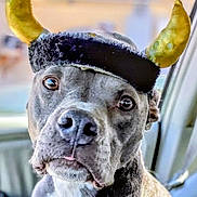 Ole The Mini Viking is registered to the contest to win money with this photo: dog, canine, pet, hat, costume, horns, animal, portrait, close_up, indoor, car, seat, window, curious, cute, ears, face, expression, domestic_animal, mammal