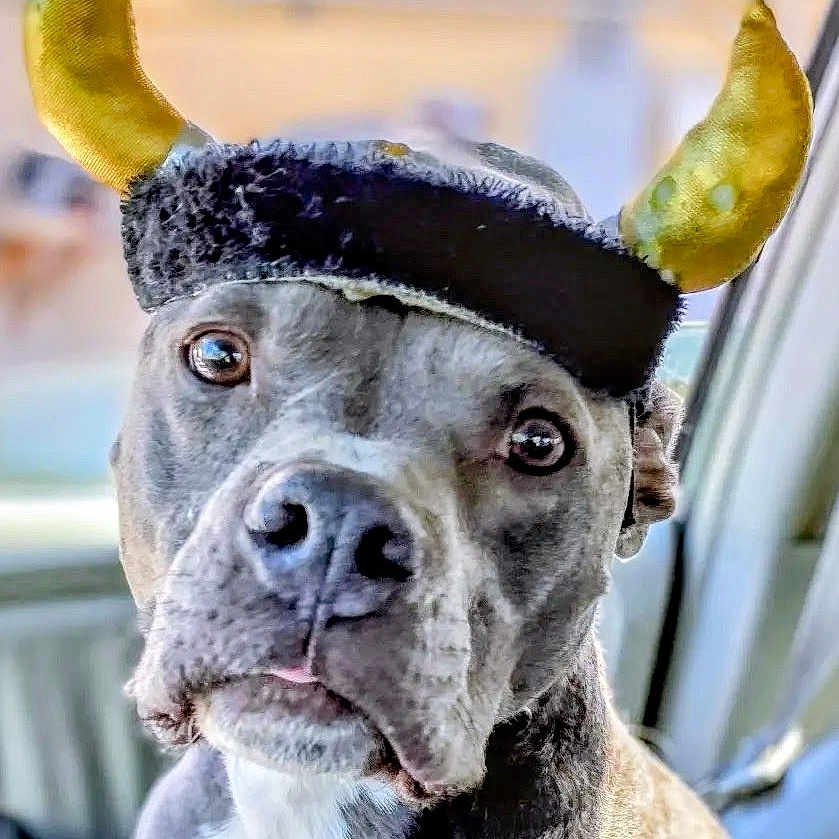 Ole The Mini Viking