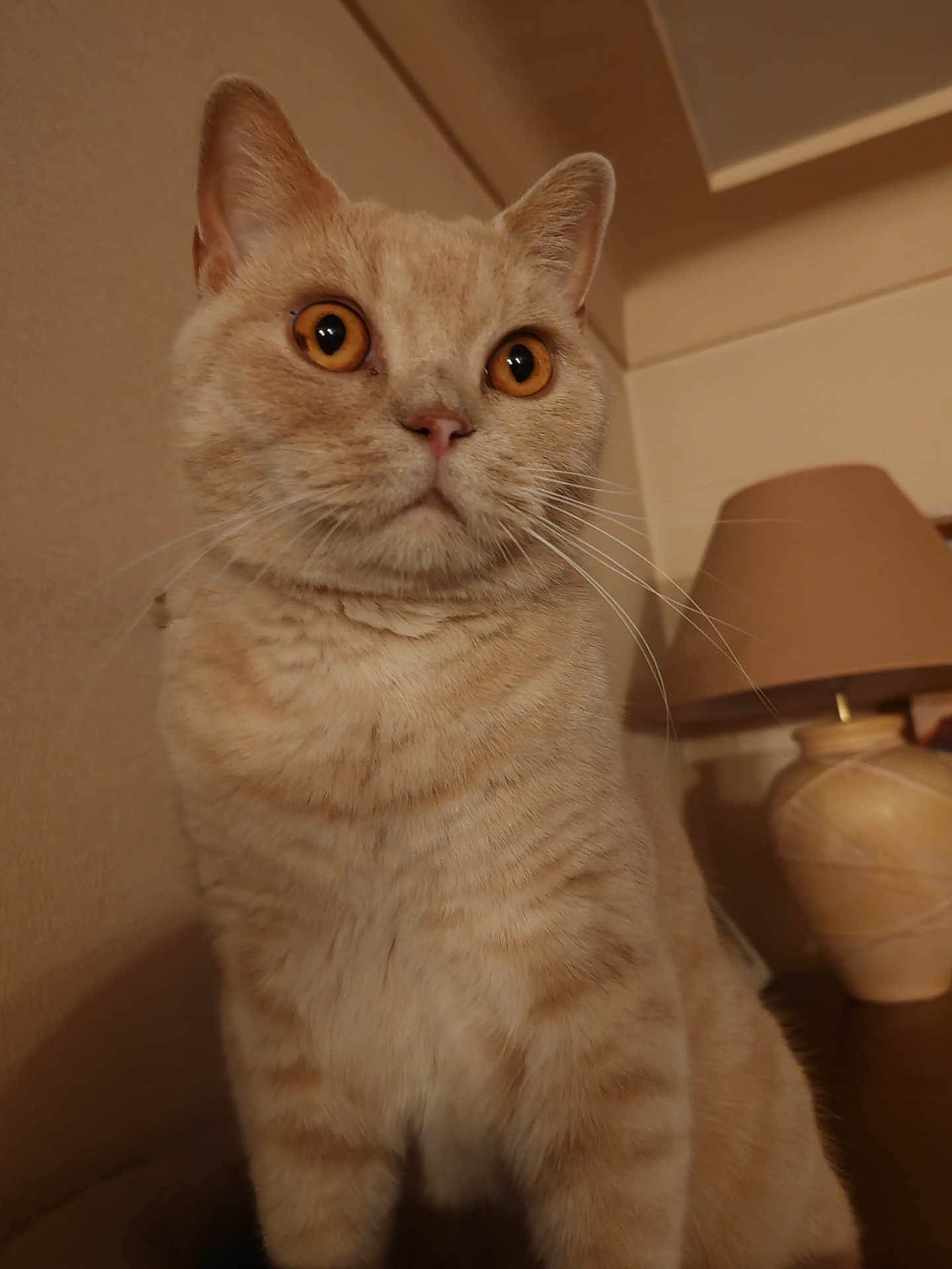 Ted participe au concours pour gagner de l'argent avec cette photo : cat, tabby_cat, indoor, lamp, amber_eyes, whiskers, feline, pet, curious, close_up, beige, fur, animal, domestic_cat, table, home, portrait, looking_away, sitting, mammal