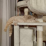 Ted participe au concours pour gagner de l'argent avec cette photo : animal, cat, cat_tree, cozy, curtains, domestic, feline, fur, home, indoor, lazy, mammal, paws, pet, plush, relaxed, resting, sleeping, tabby, whiskers