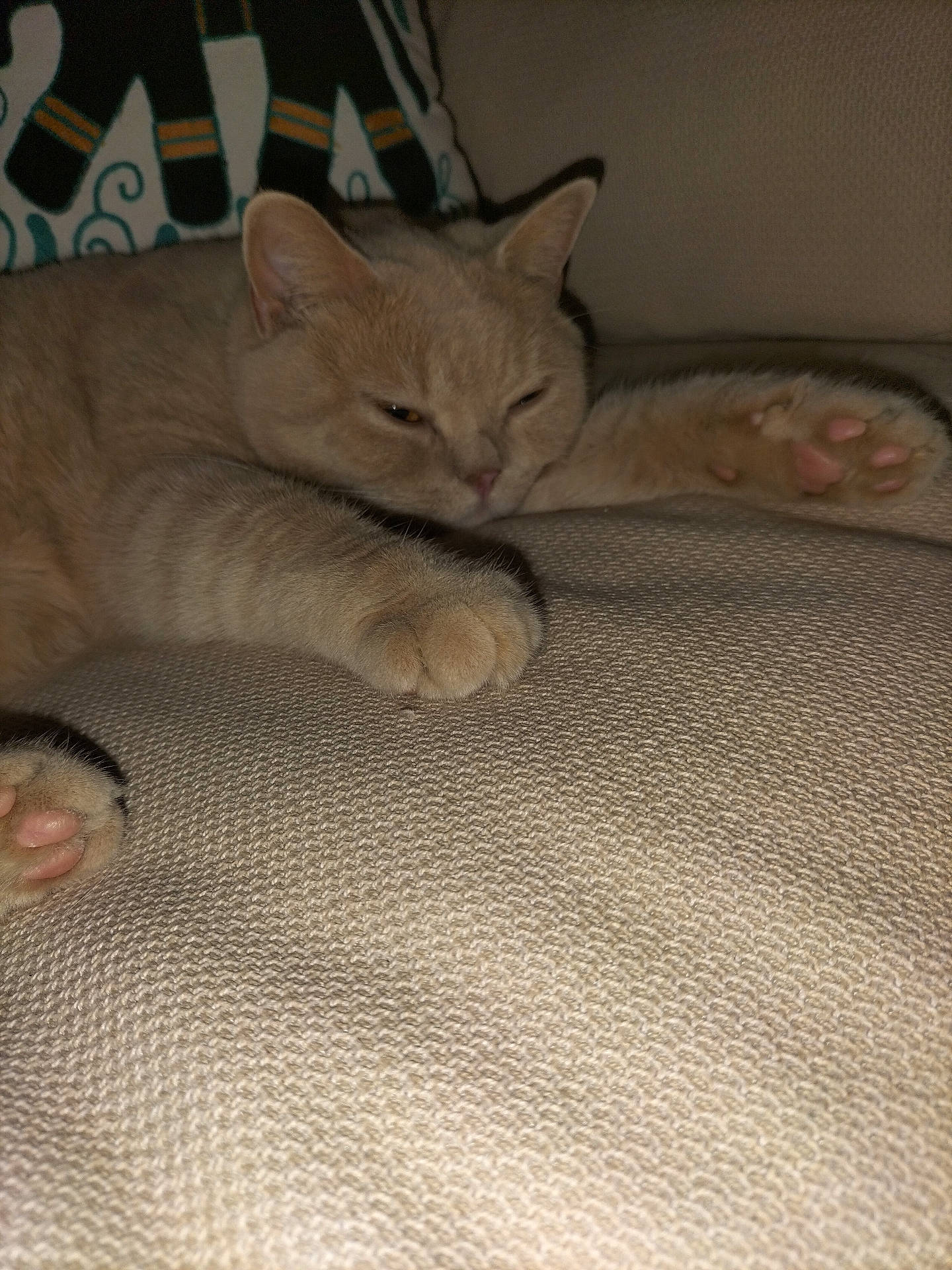 animal, beige_cat, cat, closeup, couch, cozy, ears, feline, fur, home, indoor, nap, paw, pet, relaxed, resting, sleepy, soft, texture, whiskers