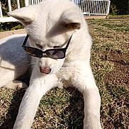 Bolt is registered to the contest to win money with this photo: dog, white_dog, sunglasses, outdoor, grass, sunny, pet, animal, relaxed, fence, daylight, canine, nature, portrait, mammal, leisure, cute, summer, shade, resting