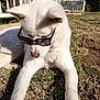 dog, white_dog, sunglasses, outdoor, grass, sunny, pet, animal, relaxed, fence, daylight, canine, nature, portrait, mammal, leisure, cute, summer, shade, resting