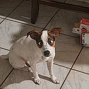 Bruna joined the competition — help win amazing prizes! dog, small_dog, white_dog, brown_patches, googly_eyes, funny_eyes, sitting, tile_floor, indoor, table_leg, box, pet, canine, home, shadow, curious, cute, animal, companion, expression