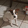 dog, small_dog, white_dog, brown_patches, googly_eyes, funny_eyes, sitting, tile_floor, indoor, table_leg, box, pet, canine, home, shadow, curious, cute, animal, companion, expression