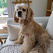 Zya a rejoint le concours — aidez-le/la à gagner de superbes lots ! blanket, calm, couch, cozy, curly_fur, daylight, dog, domestic_animal, fur, furniture, home, indoor, light, long_hair, pet, pillow, relaxed, seated, window, wooden_easel