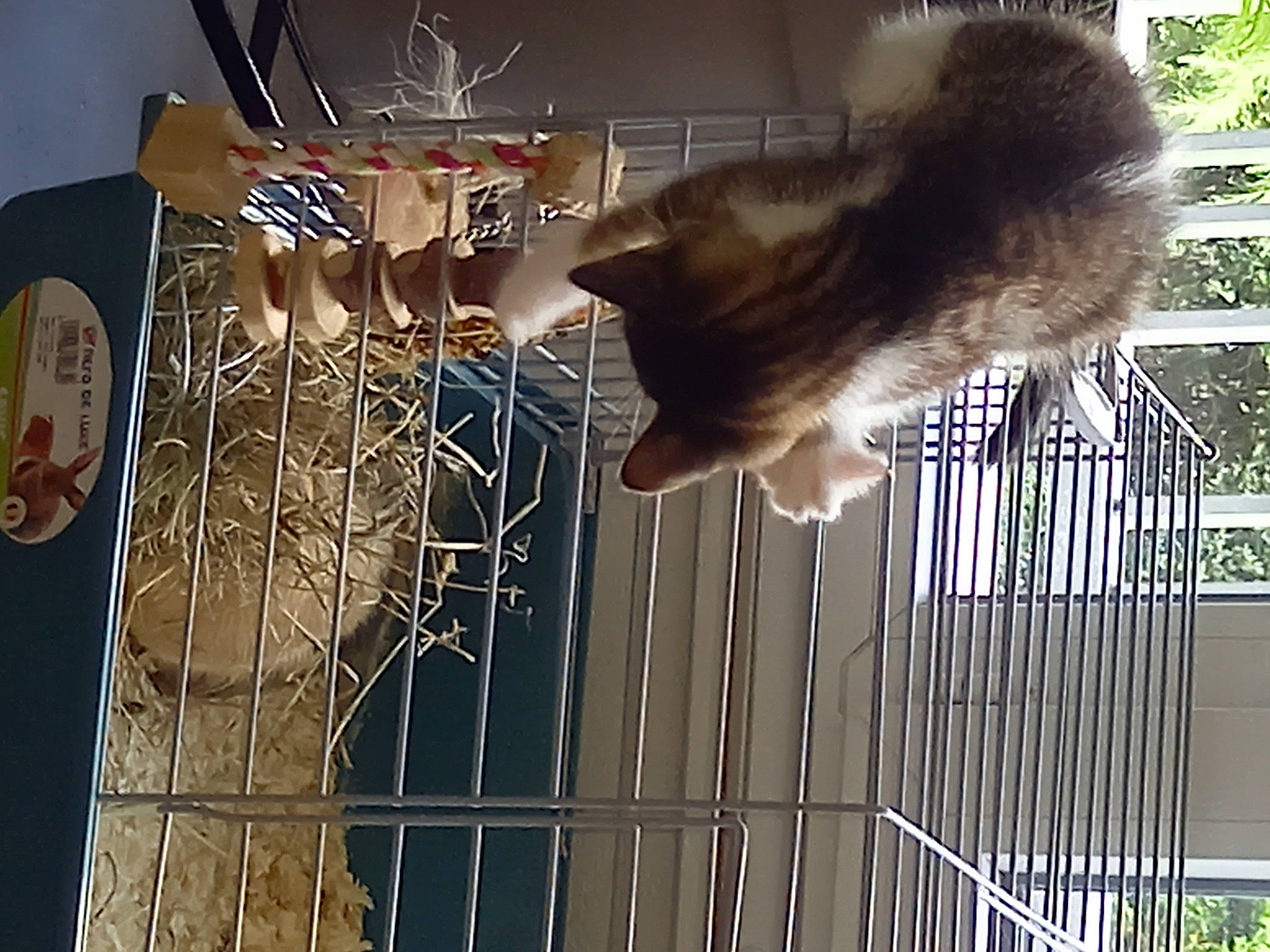 Hope participe au concours pour gagner de l'argent avec cette photo : animal_shelter, cage, carnivore, cat, fawn, felidae, fur, mammal, mesh, metal, pet_supply, small_to_medium_sized_cats, snout, tail, textile, tints_and_shades, tree, whiskers, window, wood