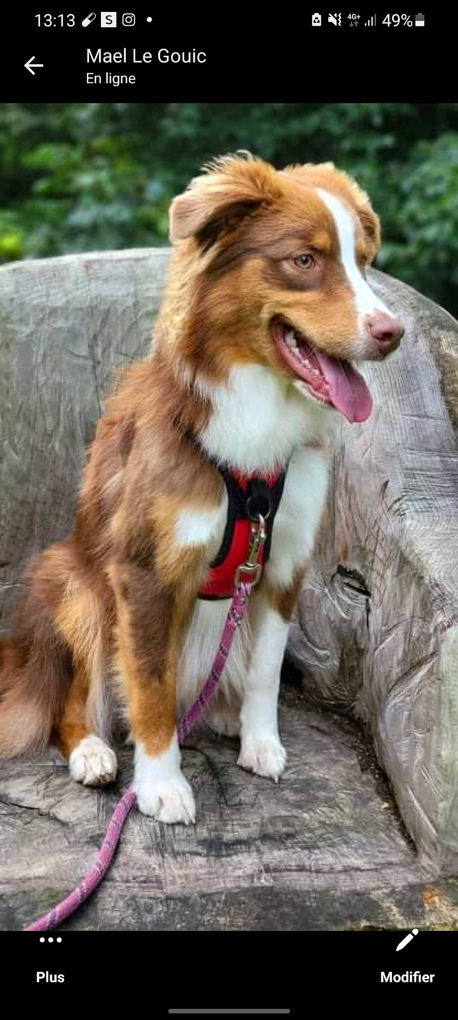 Railey a rejoint le concours — aidez-le/la à gagner de superbes lots ! border_collie, canidae, carnivore, collar, companion_dog, dog, dog_breed, dog_supply, fang, fur, grass, herding_dog, leash, plant, snout, sporting_group, terrestrial_animal, whiskers, working_dog, yawn