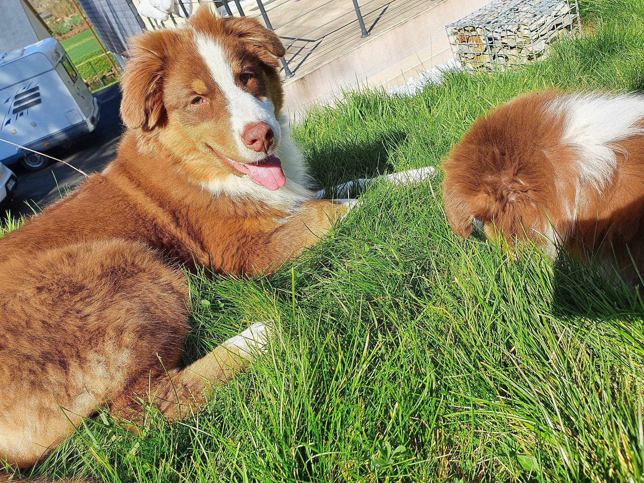 Railey a rejoint le concours — aidez-le/la à gagner de superbes lots ! brittany, canidae, carnivore, companion_dog, dog, dog_breed, fawn, fur, grass, gun_dog, liver, plant, pointing_breed, retriever, snout, spaniel, sporting_group, street_dog, working_animal, working_dog