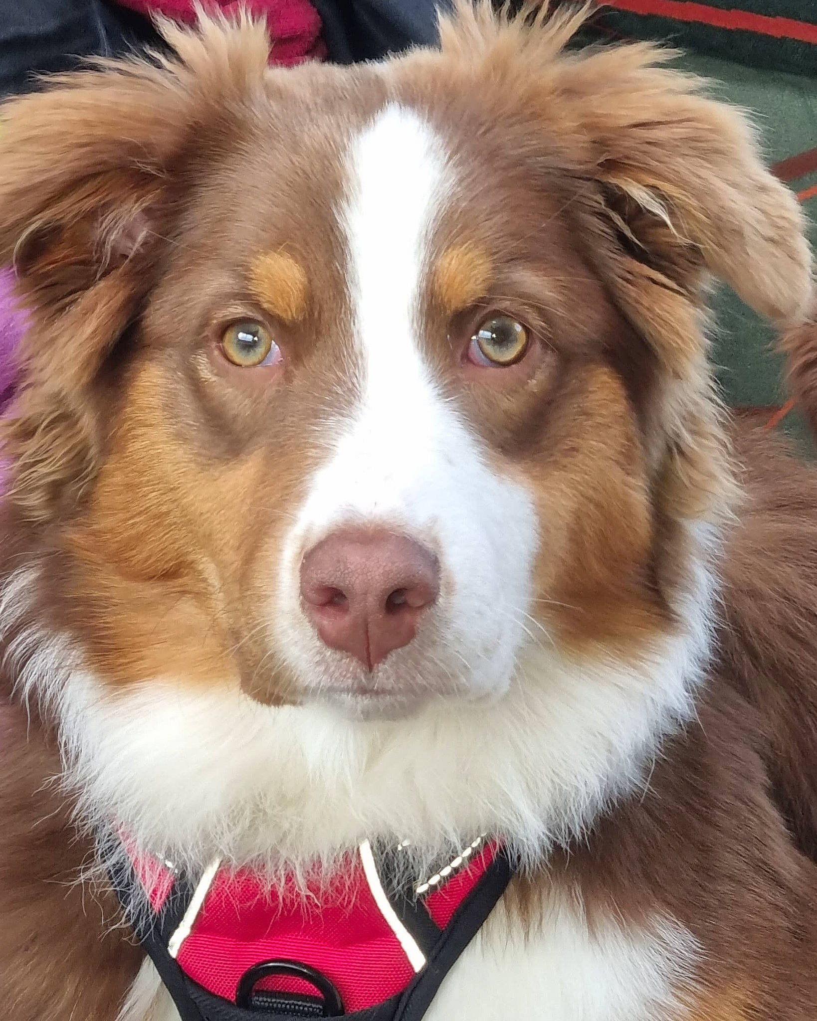 Railey participe au concours pour gagner de l'argent avec cette photo : ancient_dog_breeds, australian_collie, canidae, carnivore, companion_dog, dog, dog_breed, fur, herding_dog, liver, miniature_australian_shepherd, photography, plant, snout, sporting_group, terrestrial_animal, vehicle, whiskers, working_animal, working_dog