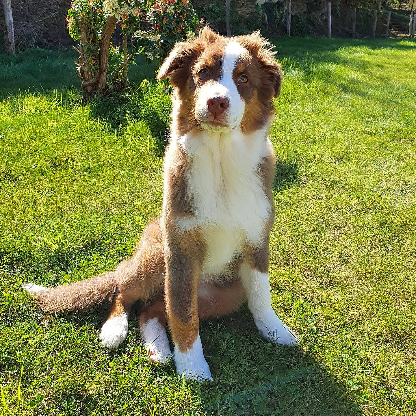 Railey a rejoint le concours — aidez-le/la à gagner de superbes lots ! australian_shepherd, brittany, canidae, carnivore, companion_dog, dog, dog_breed, fawn, grass, groundcover, gun_dog, herb, liver, plant, snout, sporting_group, tail, terrestrial_animal, working_dog, yard