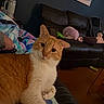 cat, orange_cat, white_cat, pet, animal, feline, portrait, sitting, raised_paw, looking_at_camera, whiskers, ears, fur, indoor, living_room, sofa, blanket, cushions, cozy, home