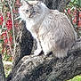 cat, tree, outdoor, nature, fur, animal, branch, greenery, wildlife, pet, fluffy, mammal, wood, leaves, sitting, sunlight, daytime, closeup, eyes, portrait