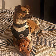 Mamas is registered to the contest to win money with this photo: animal_toy, bed, bedspread, black_harness, brown_dog, collar, cozy, cute, dog, indoor, looking_away, pattern, pet, plush_toy, resting, small_dog, tag, toy, warm_lighting, white_fur