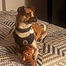 animal_toy, bed, bedspread, black_harness, brown_dog, collar, cozy, cute, dog, indoor, looking_away, pattern, pet, plush_toy, resting, small_dog, tag, toy, warm_lighting, white_fur
