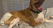 Mamas joined the competition — help win amazing prizes! animal, bed, blanket, brown, canine, collar, comfort, diaper, dog, fur, indoor, muzzle, paw, pet, relaxed, resting, sleepy, toy, white, yawning