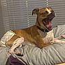 animal, bed, blanket, brown, canine, collar, comfort, diaper, dog, fur, indoor, muzzle, paw, pet, relaxed, resting, sleepy, toy, white, yawning
