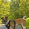 Mamas joined the competition — help win amazing prizes! animal, canine, dog, gravel, greenery, happy, harness, leash, nature, outdoor, park, path, pet, playful, summer, sunlight, tail, tongue, trees, walking