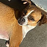 Mamas is registered to the contest to win money with this photo: animal, brown, canine, closeup, cute, dog, ears, face, fur, laying, nose, outdoor, pet, relaxed, shadow, small_dog, sunlight, texture, whiskers, white