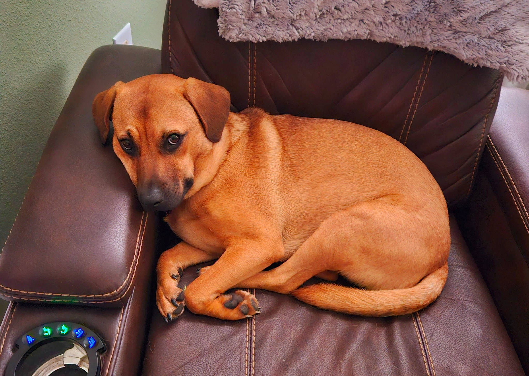 Maggie Mae is registered to the contest to win money with this photo: canidae, carnivore, collar, comfort, companion_dog, couch, dog, dog_breed, dog_collar, dog_supply, fawn, fur, hardwood, liver, paw, snout, sporting_group, whiskers, wood, working_animal