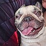 bedding, blanket, close_up, companion, cozy, cute, dog, french_bulldog, human_peek, indoor, owner_hand, pet, plaid, portrait, sleepy_eyes, smiling, snout, teeth, tongue_out, wrinkled_skin