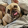 dog, french_bulldog, tongue_out, pet, blanket, bed, cute, cozy, fur, ears, snout, animal, indoors, resting, expression, canine, face, wrinkles, sleepy, companion