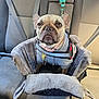 Gwennifer joined the competition — help win amazing prizes! backseat, booster_seat, brown_eyes, car_interior, collar, cozy, dog, french_bulldog, harness, hoodie, leash_attachment, looking_at_camera, pet, pet_bed, plush, seatbelt, short_muzzle, sitting, tags, travel