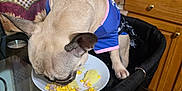 Gwennifer joined the competition — help win amazing prizes! dog, small_dog, eating, corn, mashed_potatoes, plate, glass_table, kitchen, curtains, wooden_cabinets, pressure_cooker, chair, food_spill, pet_clothing, indoor, animal, table, brown_dog, canine, domestic_animal