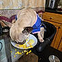dog, small_dog, eating, corn, mashed_potatoes, plate, glass_table, kitchen, curtains, wooden_cabinets, pressure_cooker, chair, food_spill, pet_clothing, indoor, animal, table, brown_dog, canine, domestic_animal