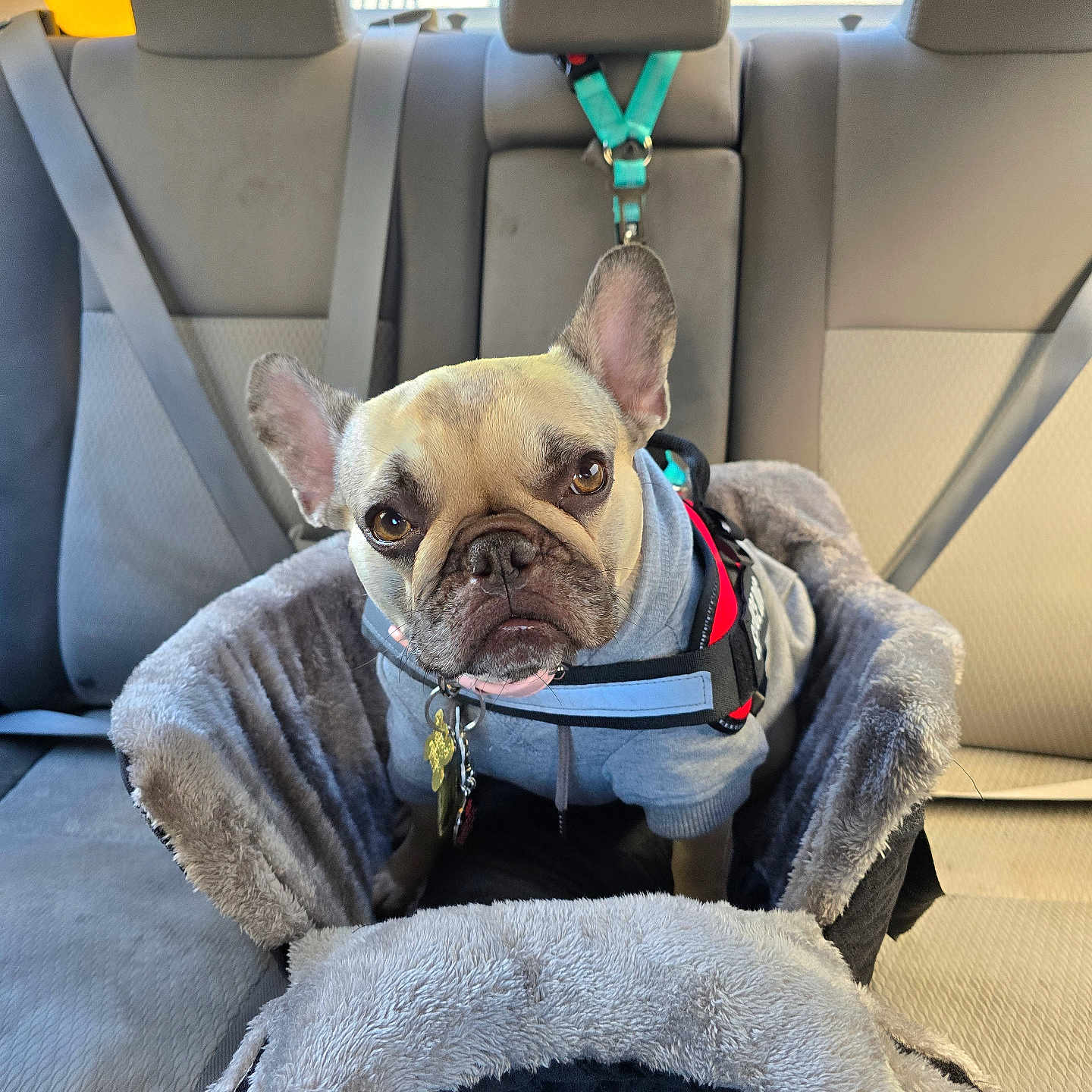 Gwennifer joined the competition — help win amazing prizes! animal, backseat, car_interior, cozy, dog, dog_bed, ears, face, french_bulldog, fur, harness, hoodie, looking, pet, seatbelt, sitting, sunlight, transportation, travel, window