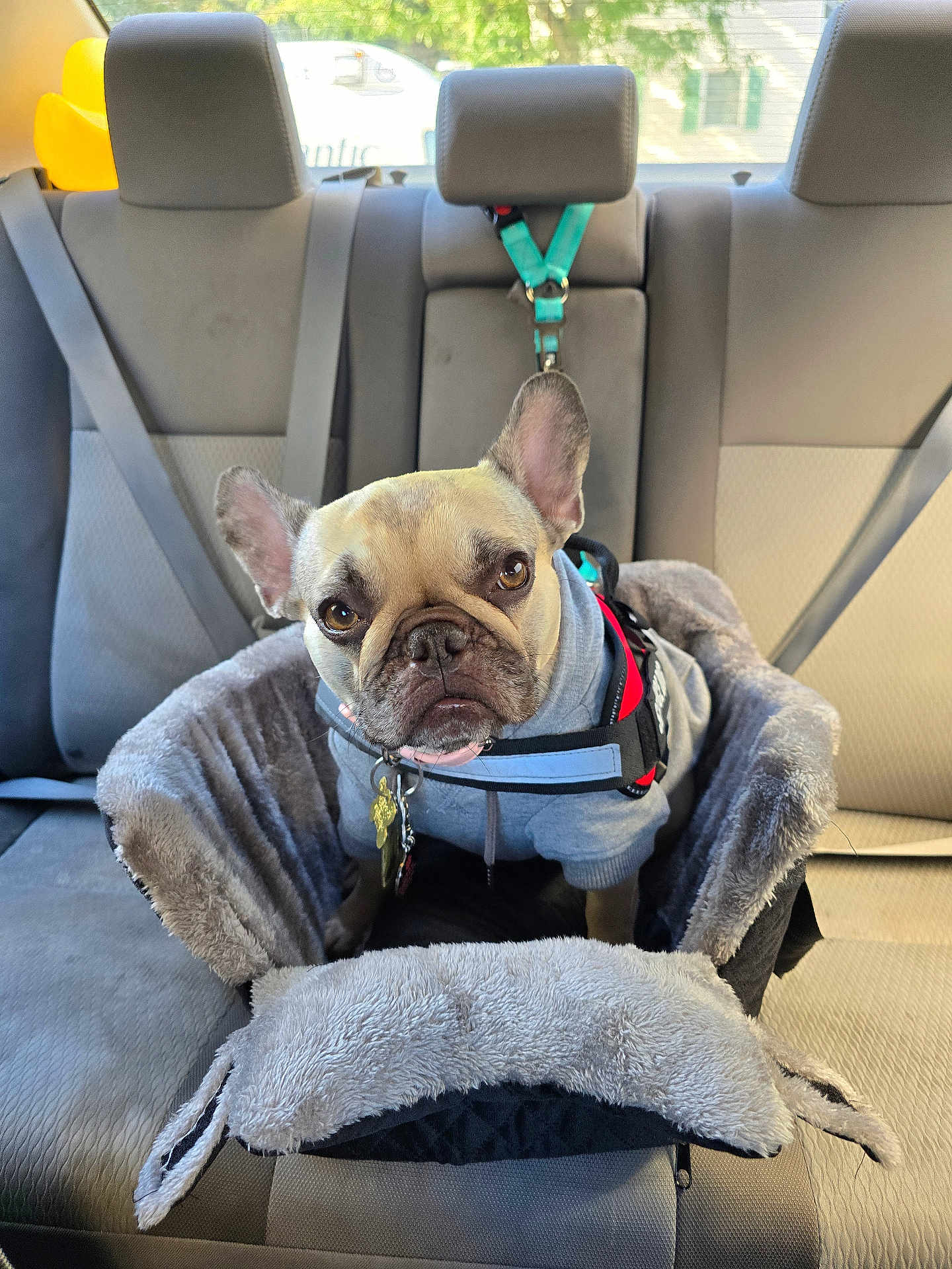 Gwennifer
