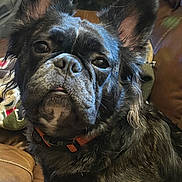 Bo is registered to the contest to win money with this photo: dog, black_dog, pet, close_up, leather_couch, large_ears, tongue_out, indoors, cozy, blanket, animal, companion, cute, fur, collar, portrait, domestic_animal, resting, snout, canine