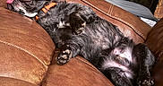 Bo is registered to the contest to win money with this photo: animal, black_dog, collar, comfortable, couch, cozy, dog, domestic, fur, indoor, lazy, leather, mammal, nap, paw, pet, relaxing, resting, sleeping, tongue_out
