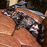 Bo is registered to the contest to win money with this photo: dog, black_dog, pet, couch, leather, indoor, relaxing, sleeping, tongue_out, paw, fur, collar, cozy, animal, mammal, resting, lazy, domestic, comfortable, nap
