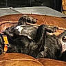 dog, black_dog, leather_chair, relaxed, upside_down, pet, indoor, collar, furniture, canine, resting, comfortable, four_legs, animal, domestic_animal, cute, playful, brown, cozy, house